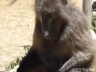 Curious male wants to play with the monkey but in a sexual manner