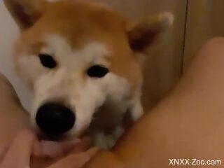 Akita dog licks woman's wet cherry until she comes like a whore