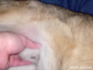 Insolent woman plays with the dog dick in homemade zoophilia