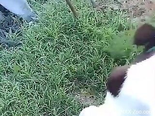 Animals fooling around in sexual kinks makes the man horny