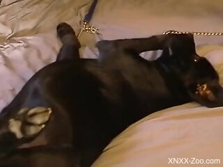 Man finger fucks the dog prior to putting his dick inside