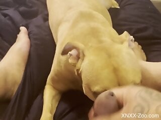 Dog licks owner's erect cock when he jerks off on cam