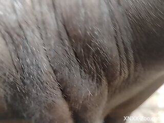 Black  man fucks huge animal in the pussy and films himself