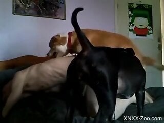Nude male fucks with his dogs in homemade perversions