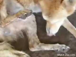 Man loves watching the dog's dick so erect and juicy