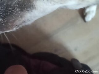 Dog licks the man's balls and cock until he starts to crave sex