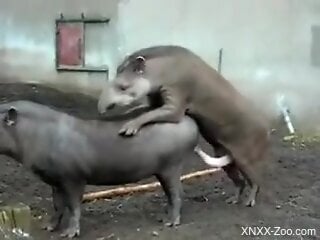 Tapirs at the zoo fuck hard and horny man films the scenes