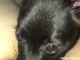 Black doggie is sucking dick of a nasty zoophile