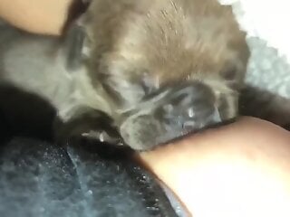 Woman loves how the small puppy makes her feel when it licks her nipples