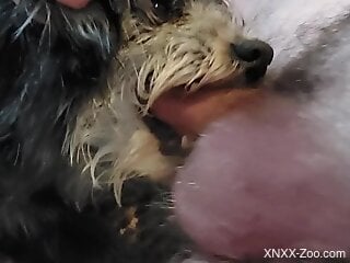 Zoophile endures unforgettable cock-sucking session