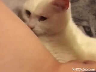 White cat is about to join the hot bestiality