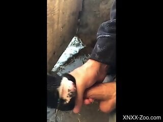 Zoophile's dong gets sucked by a horny cow
