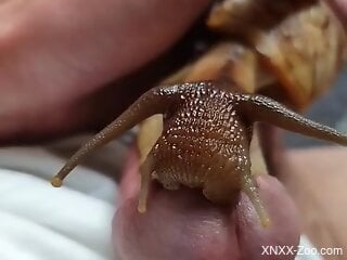 Zoophile is using snail to arouse himself