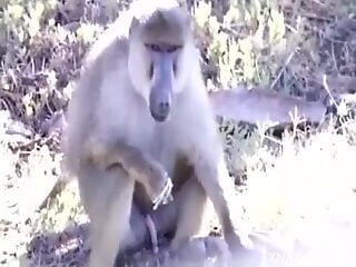 Hot zoo porn featuring a horny monkey outdoors