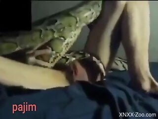 Nasty zoophile is using snake for XXX zoo sex
