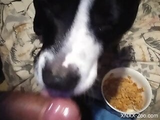 Zoophile receives bestiality blowjob from his dog