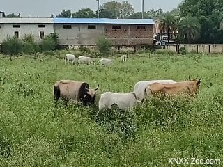 Check out horny cows having XXX zoo sex outdoors
