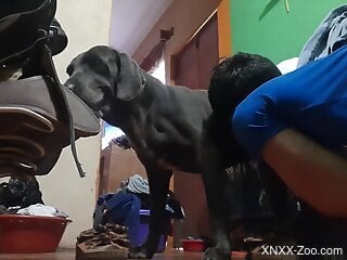 Zoophile is giving bestiality blowjob to his big dog