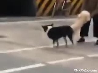 Zoophile is trying to seduce a dog in the street
