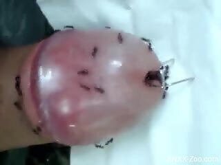 Zoophile is having kinky experiments using ants