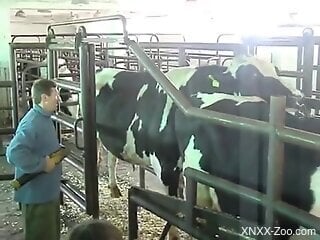 Man helps a bull in zoo porn scene