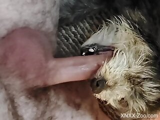 XXX zoo where dog swallows dick up to the balls