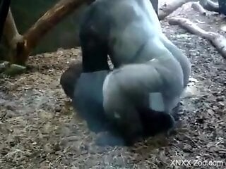 People filmed zoo sex with gorillas