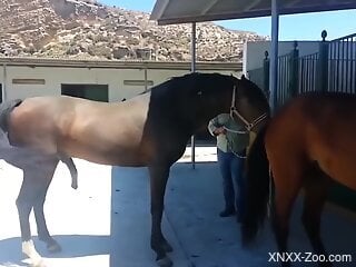 Man wants to touch and engulf this stallion's huge penis