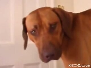 Dog licks woman's wet cunt sloppy as fuck until she comes