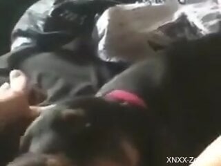 Dog engulfs the man's cock during rough masturbation