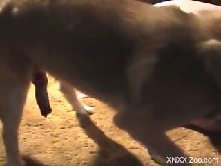 Insolent mature leans on the couch and fucks with the dog