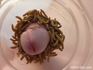 Zoophile is having a kinky bestiality with larva
