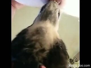 Dog licks woman's tight holes until she comes like never before