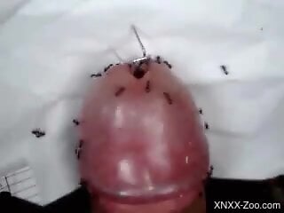 Naughty zoophile is having a weird zoo sex with ants