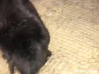 Black dog is caught having kinky zoo sex