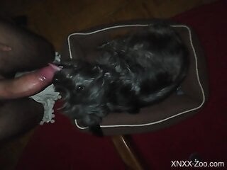 Little black doggie is fond of oral zoo sex