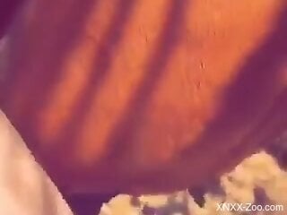 Zoophile loves making out with a horse outdoors