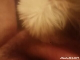 Little furry dog is in the midst of having zoo sex