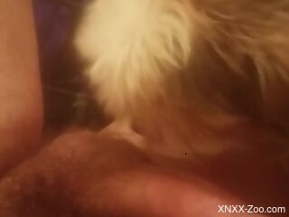 Little furry dog is in the midst of having zoo sex