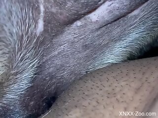 Zoophile loves having zoo sex with his dog indoors