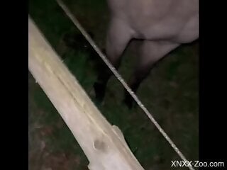 Zoophile is getting prepared for outdoors zoo sex