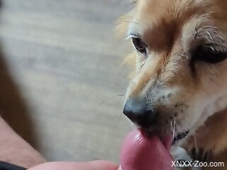 Hot bestiality blowjob by agile little doggie