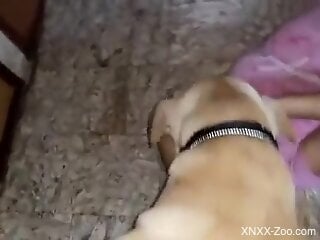 Tanned babe licked by the dog in a sensual manner