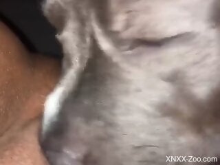 Dashing woman likes it when the dog eats her wet cunt