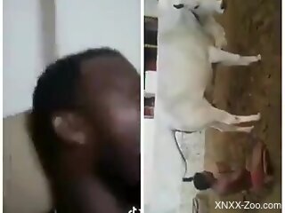 Black man from Africa records himself ass fucking a cow