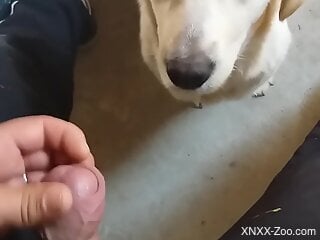 To licks owner's cock in sloppy modes until the guy comes