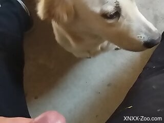 To licks owner's cock in sloppy modes until the guy comes