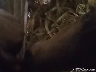 Aroused farmer tries sexual perversions with one of the animals