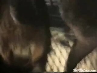 Wild animals mating is something that turns this guy on