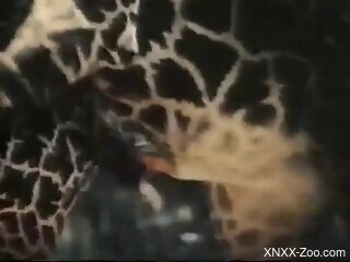 Wild animals mating is something that turns this guy on